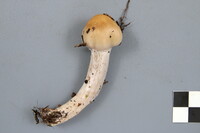 Cortinarius stillatitius image